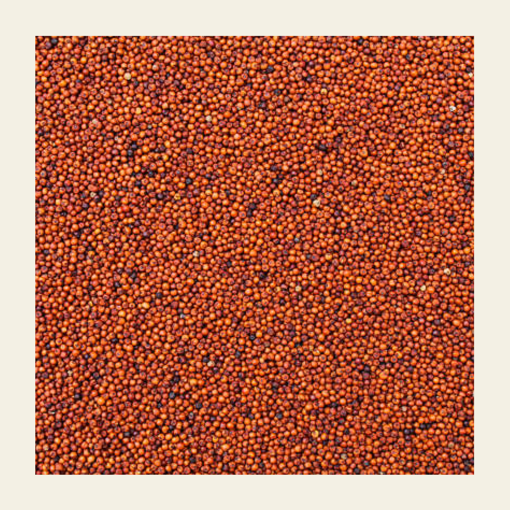 Ragi_Whole_Grain_earthbased_005