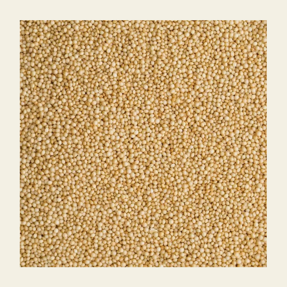 Rajgira _(Amaranth) - Whole _Grain_earthbased_005